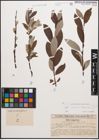 Foto von Salix caprea L. x Salix lapponum L.